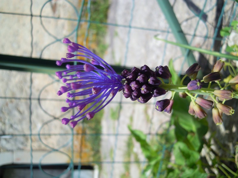 determinazione pianta - Muscari comosum