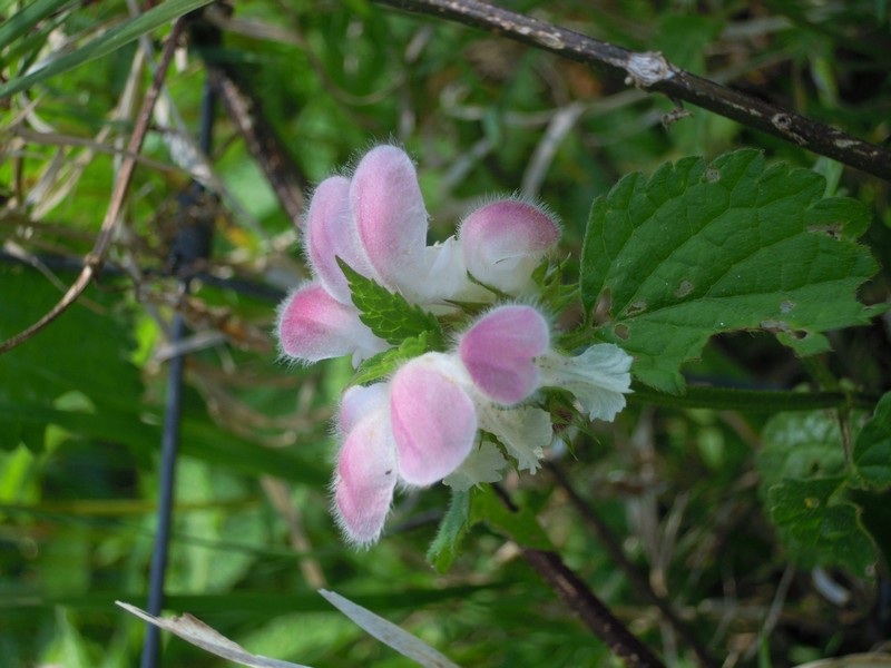 determinazione pianta - Lamium pubescens