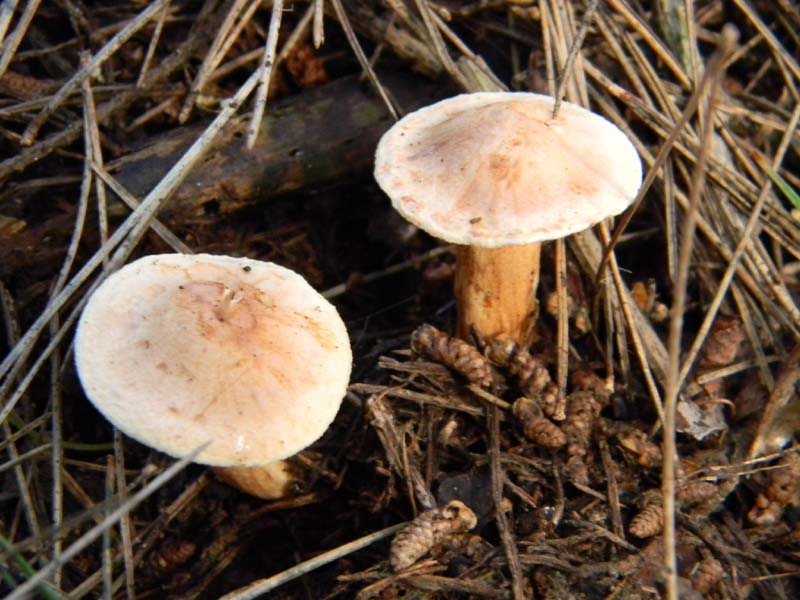 Inocybe fotog. 11.02.2011.litorale marino