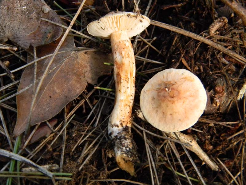 Inocybe fotog. 11.02.2011.litorale marino