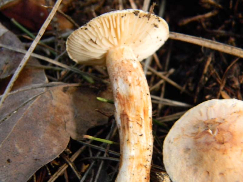 Inocybe fotog. 11.02.2011.litorale marino