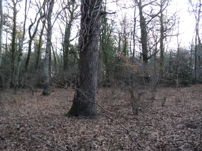 Ritrovamenti del 31.01.2012.bosco di Quercia