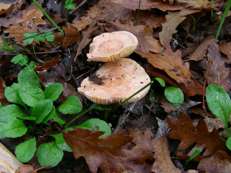 Ritrovamenti di novembre su terreno adibito al pascolo