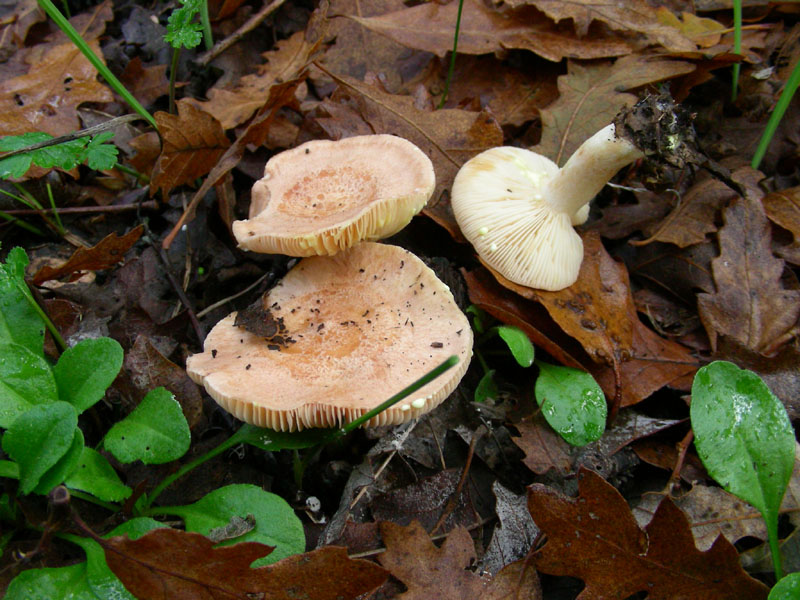 Ritrovamenti di novembre su terreno adibito al pascolo