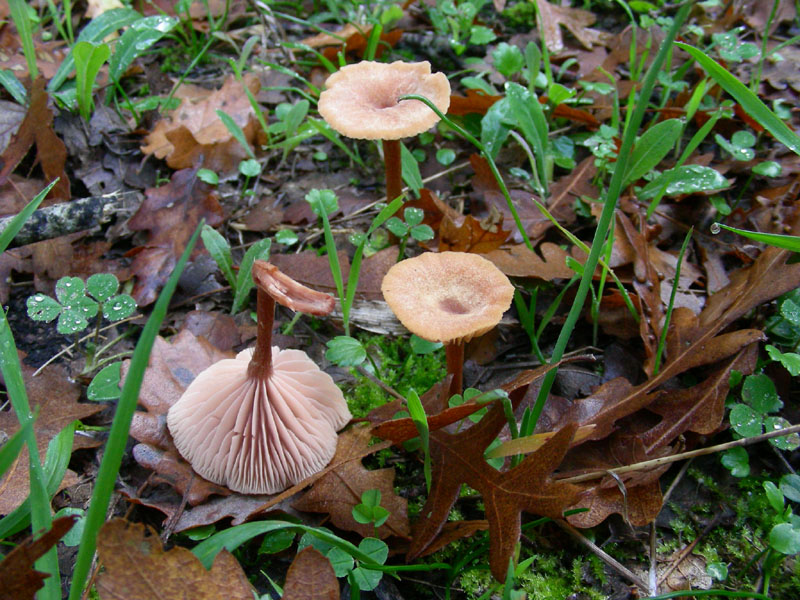 Ritrovamenti di novembre su terreno adibito al pascolo