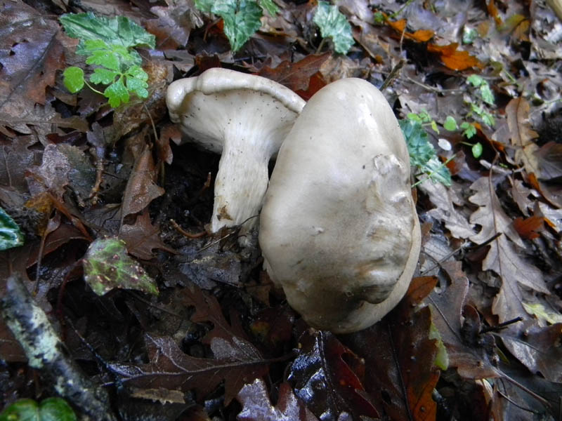 Clitocybe nebularis fotog.il26.11.2010.