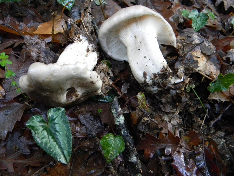 Clitocybe nebularis fotog.il26.11.2010.