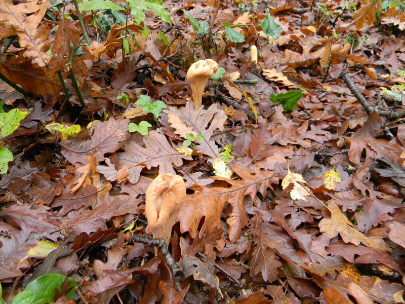 Ritrovamennti del 26.11.2010.(sotto la pioggia)