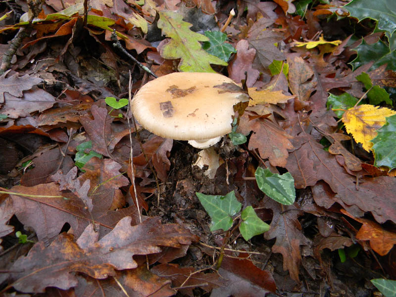 Amanita fotog.il 3.12.2010.