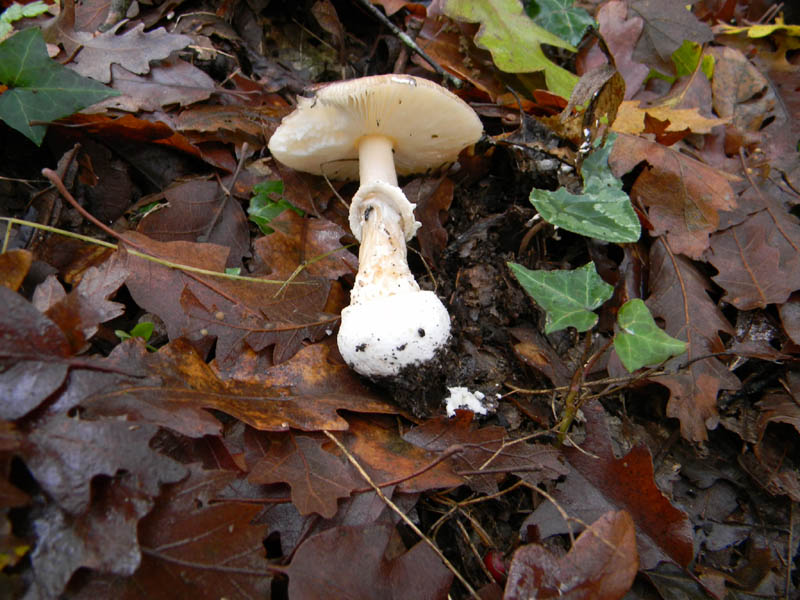 Amanita fotog.il 3.12.2010.