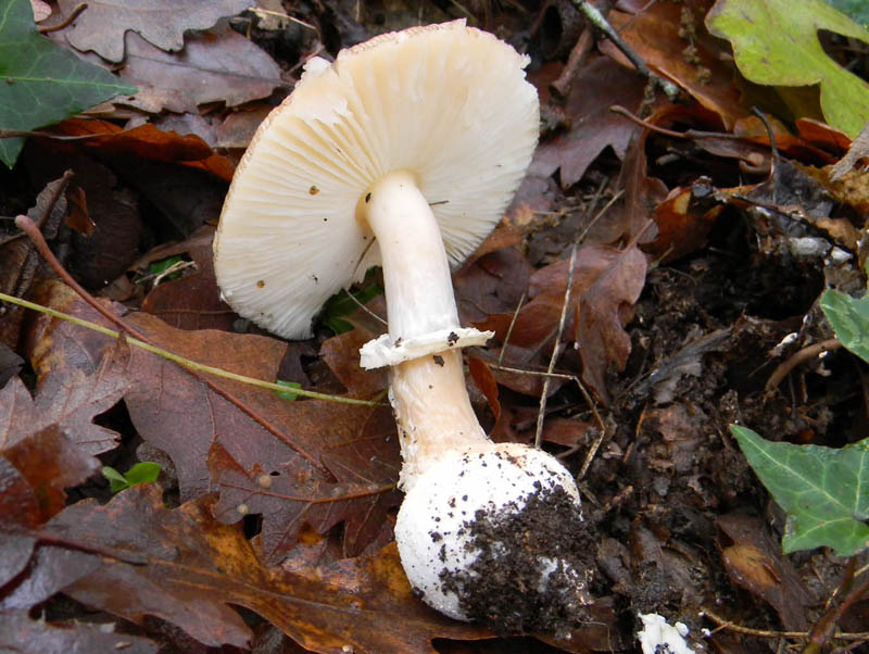 Amanita fotog.il 3.12.2010.