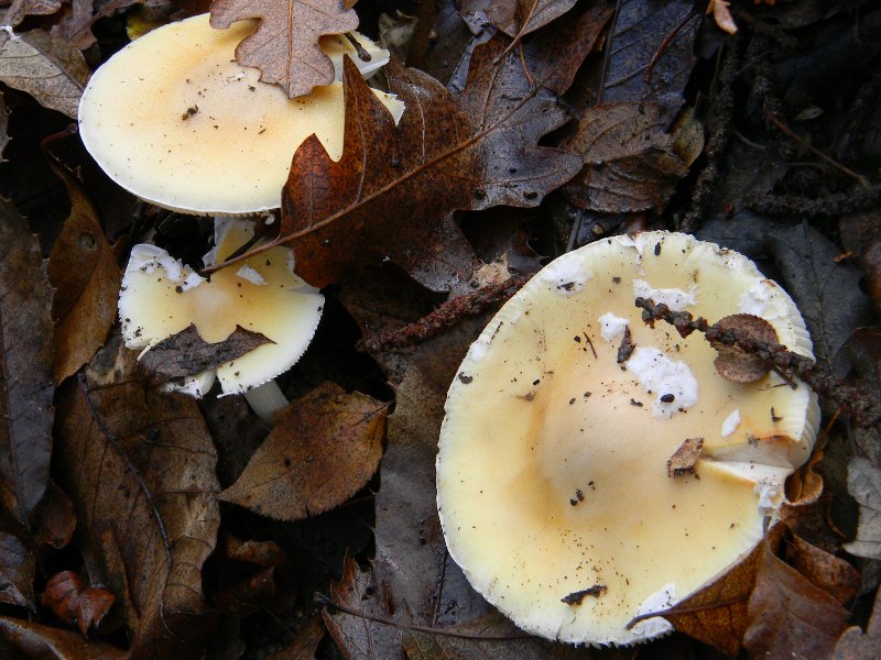 Fotografati il 17.12.2011. bosco misto di latifoglia