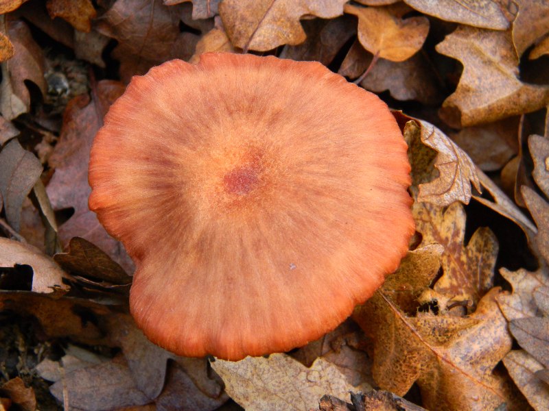 Fotografati il 17.12.2011. bosco misto di latifoglia