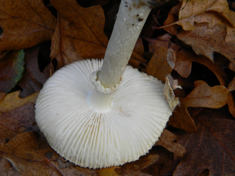 Fotografati il 17.12.2011. bosco misto di latifoglia