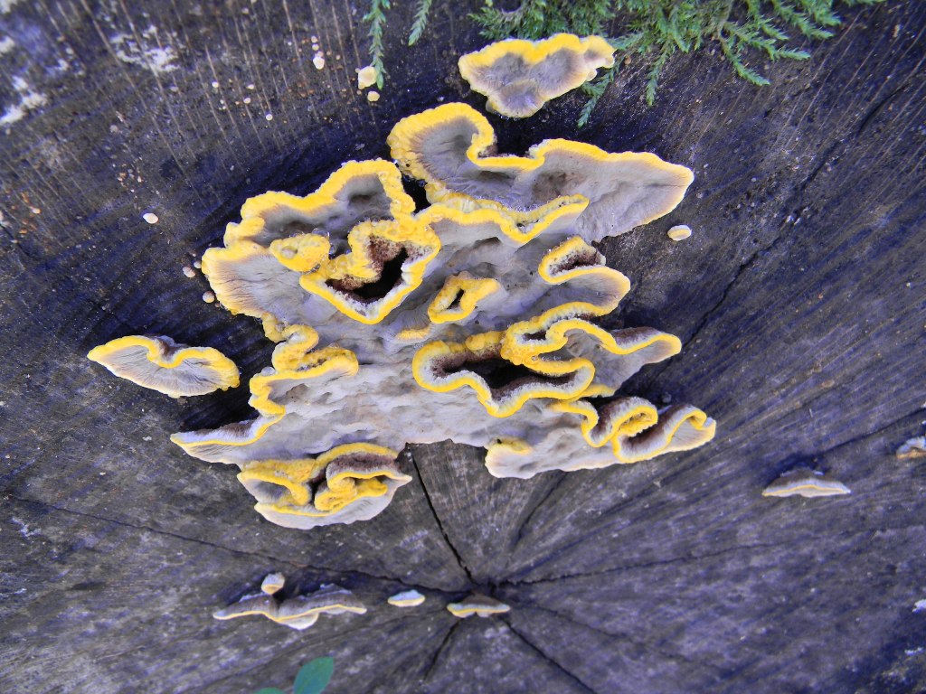 Fotografato il 16.09.2011.bosco di Quercia (secco)