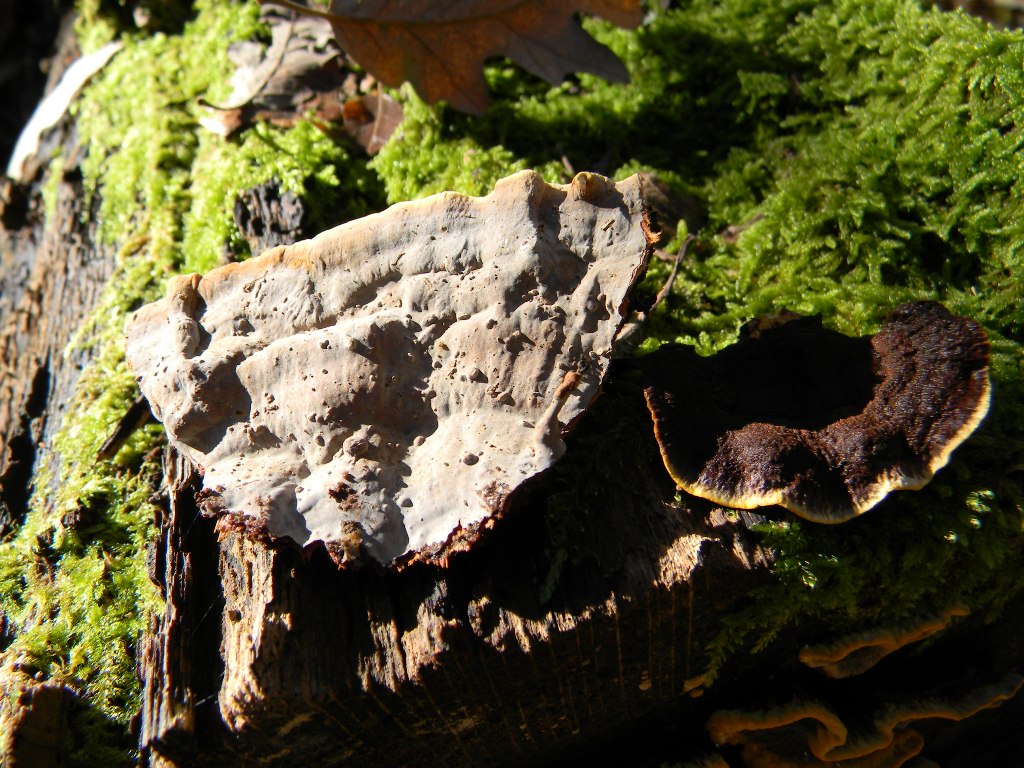 Fotografato il 16.09.2011.bosco di Quercia (secco)