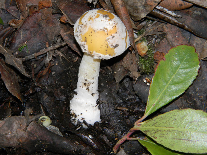 Amanita da determinare fotog.il 16.12.2010.