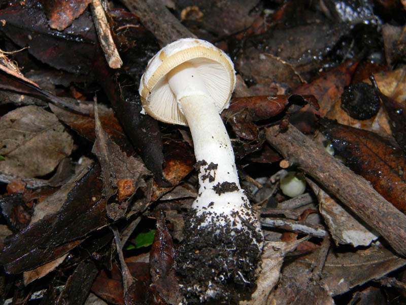 Amanita da determinare fotog.il 16.12.2010.