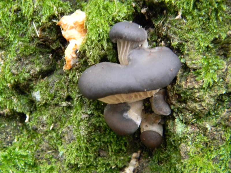 Pleurotus ostreatus fotog.il 7.1.2011.