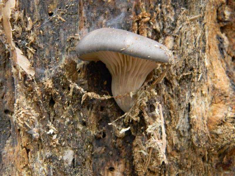 Pleurotus ostreatus fotog.il 7.1.2011.