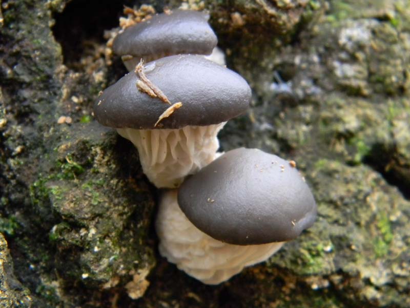 Pleurotus ostreatus fotog.il 7.1.2011.