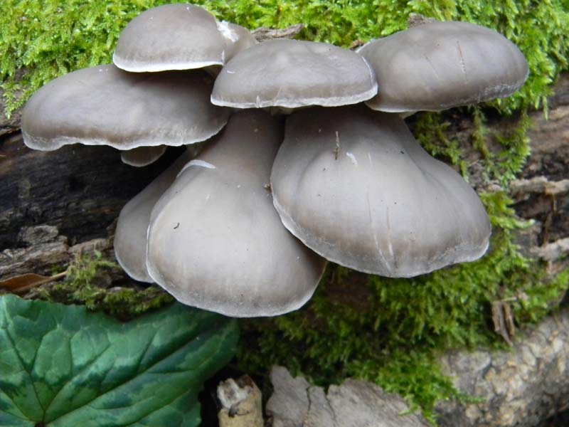 Pleurotus ostreatus fotog.il 7.1.2011.