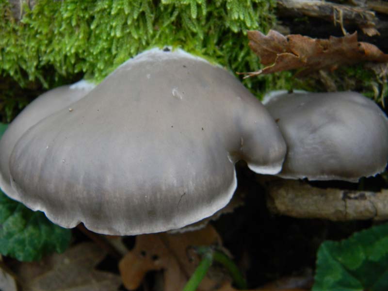 Pleurotus ostreatus fotog.il 7.1.2011.