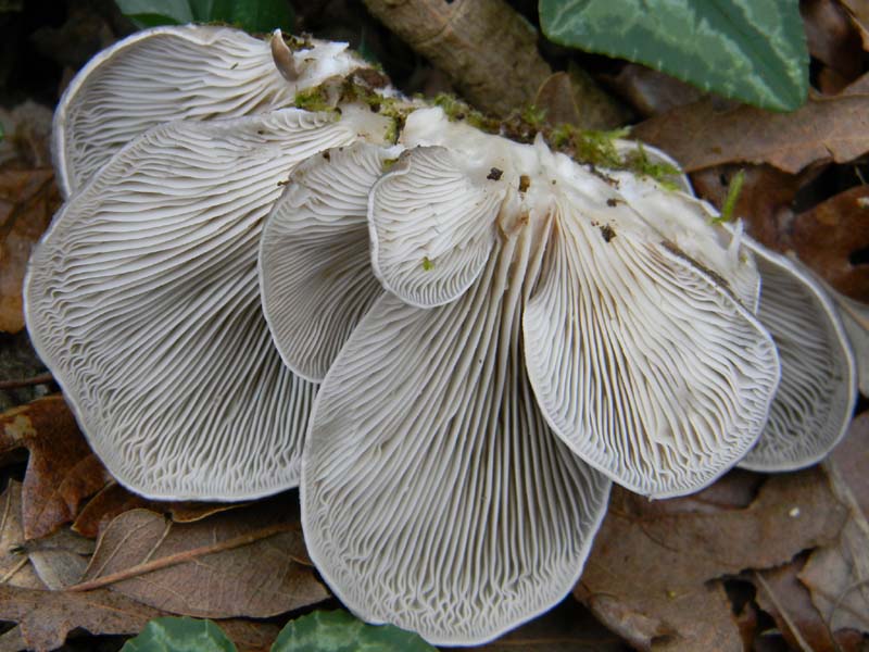 Pleurotus ostreatus fotog.il 7.1.2011.