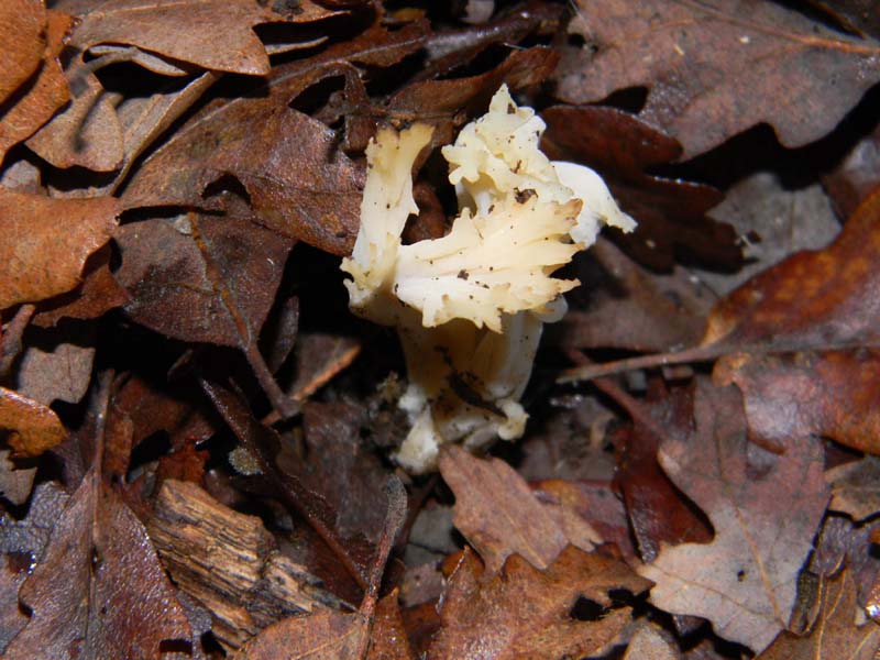 Escursione del 14.01.2011.bosco di quercia.