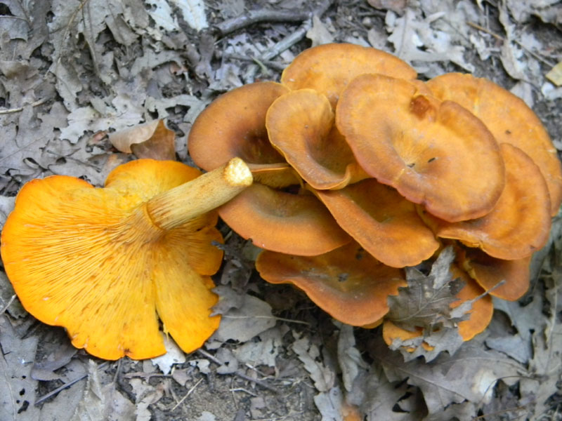 Fotog.il 19.08.2011.bosco di Quercia molto asciutto