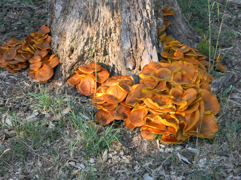 Fotog.il 19.08.2011.bosco di Quercia molto asciutto