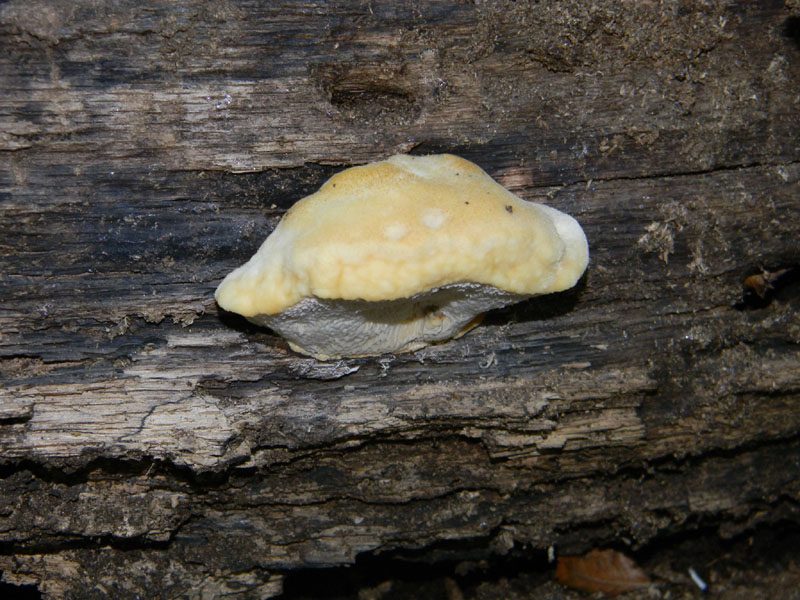 Altro ritrov.del 19.08.2011.bosco di Quercia(legnicolo)