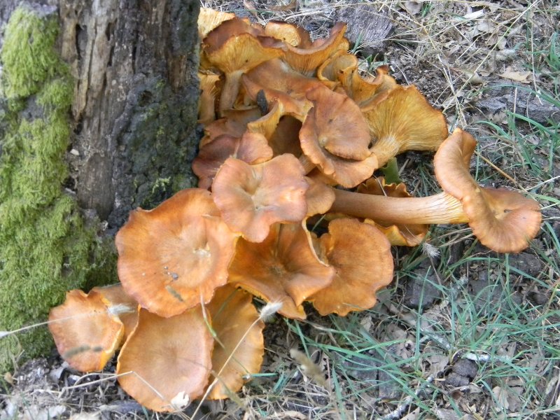 Legnicoli  fotog.il23.08.2011 bosco di Quercia