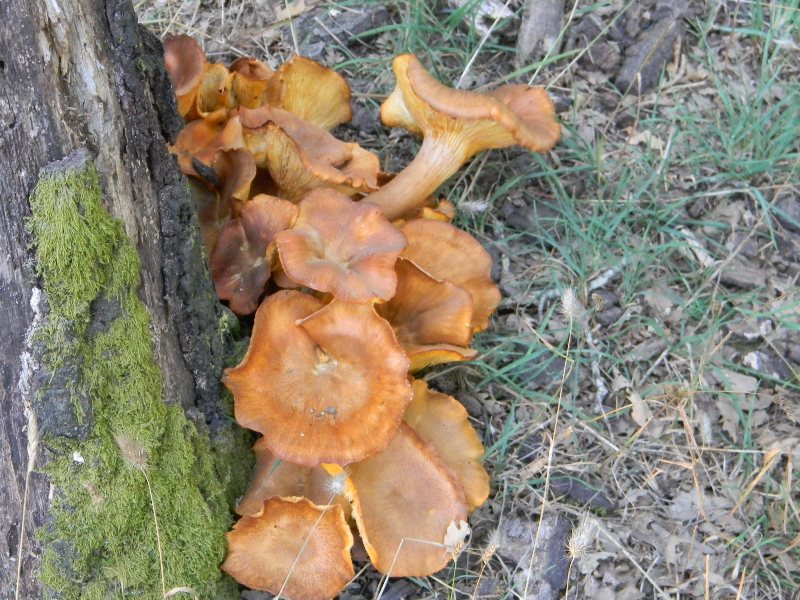 Legnicoli  fotog.il23.08.2011 bosco di Quercia