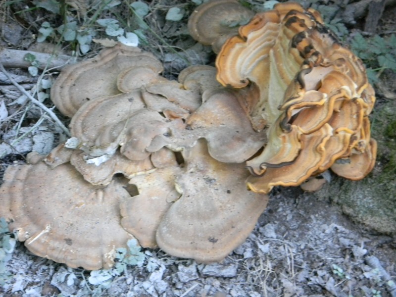 Legnicoli  fotog.il23.08.2011 bosco di Quercia