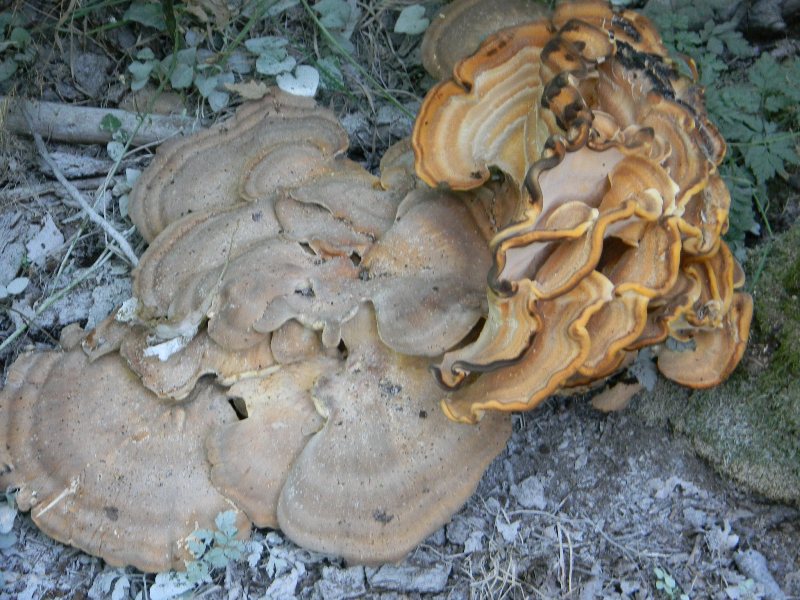 Legnicoli  fotog.il23.08.2011 bosco di Quercia