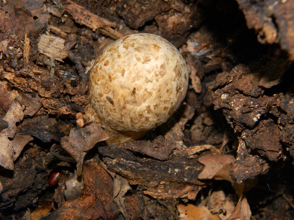 Fotografati il 09.09.2011.bosco di Quercia secco