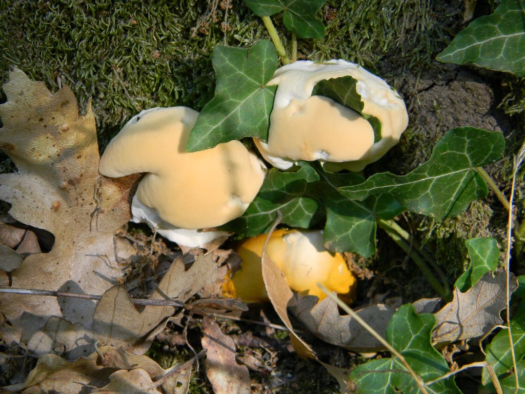 Fotografati il 09.09.2011.bosco di Quercia secco