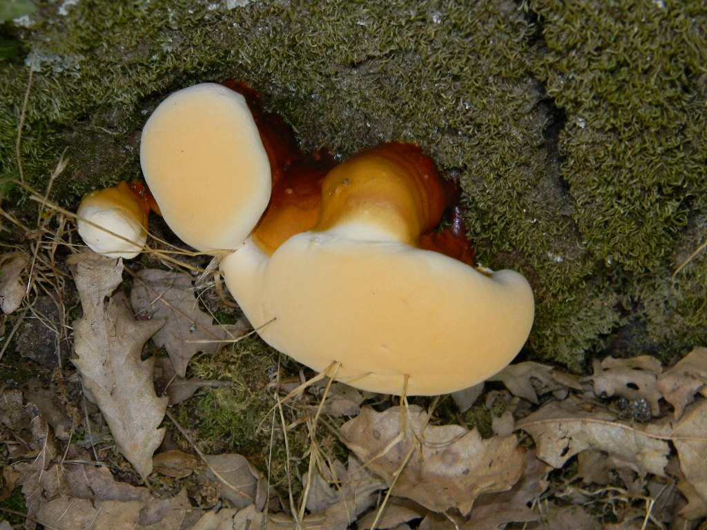 Fotografati il 09.09.2011.bosco di Quercia secco