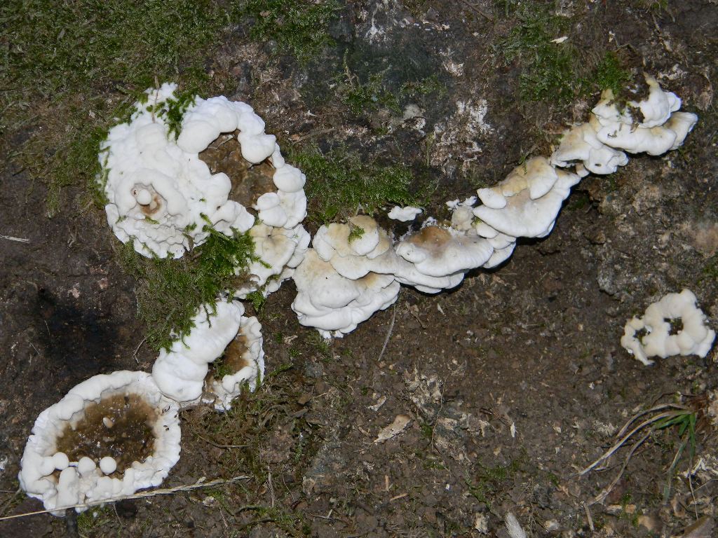 Escursine del 13.09.2011.bosco di Quercia (secco)