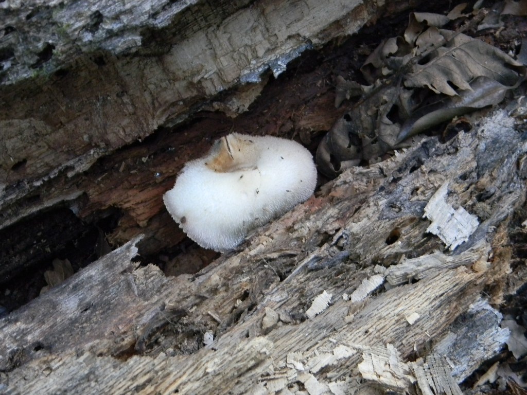 Escursine del 13.09.2011.bosco di Quercia (secco)