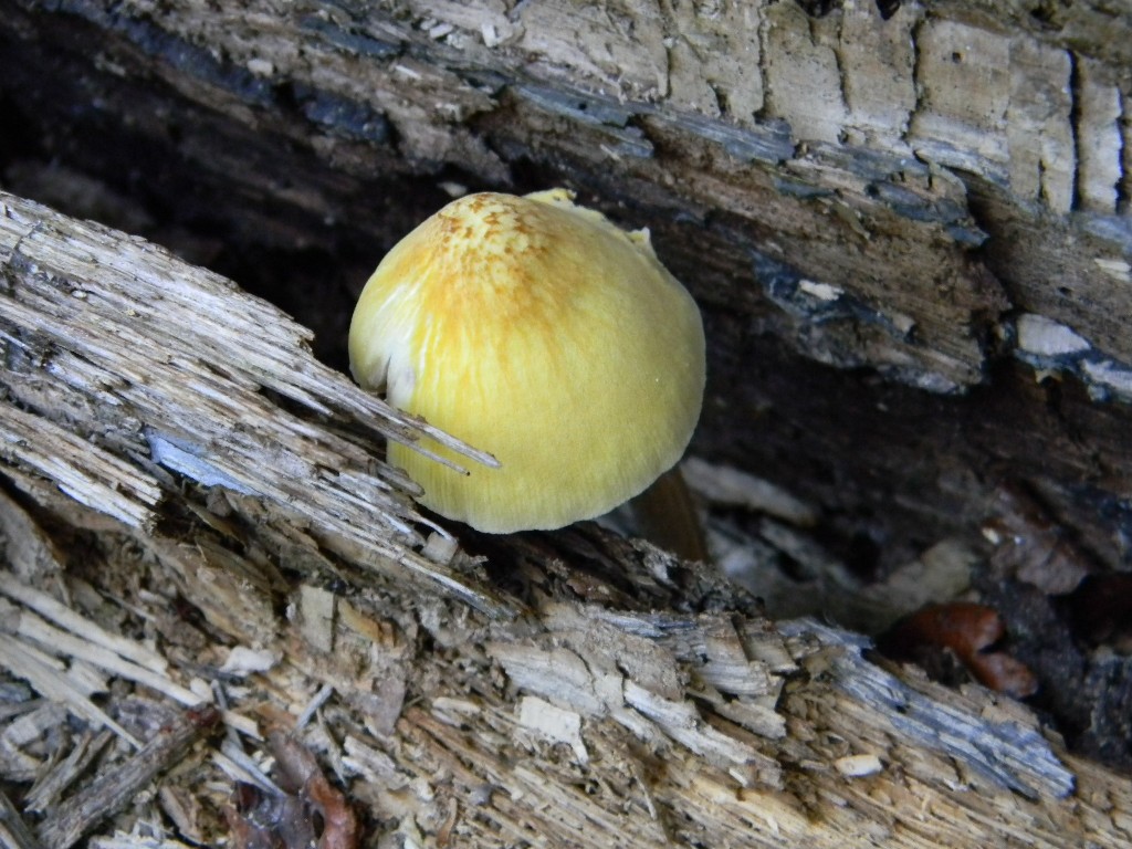 Escursine del 13.09.2011.bosco di Quercia (secco)