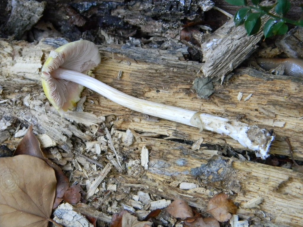 Escursine del 13.09.2011.bosco di Quercia (secco)