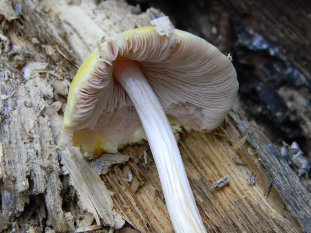 Escursine del 13.09.2011.bosco di Quercia (secco)