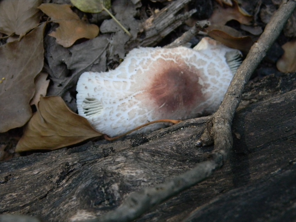 Escursine del 13.09.2011.bosco di Quercia (secco)