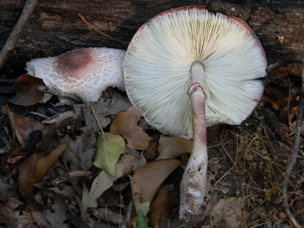 Escursine del 13.09.2011.bosco di Quercia (secco)