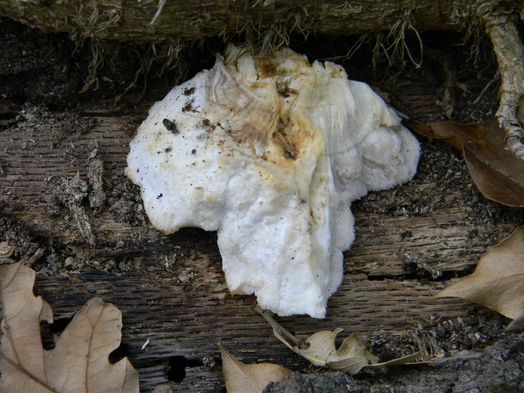 Fotografato il 16.09.2011.bosco di Quercia (secco)