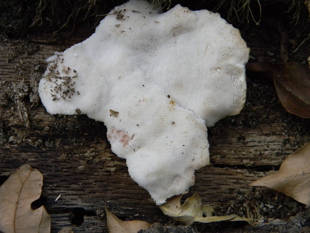 Fotografato il 16.09.2011.bosco di Quercia (secco)