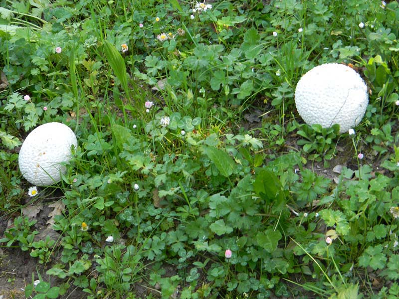 Ritrovamento del 12.04.2011.Calvatia utriformis