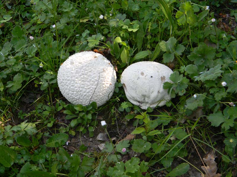 Ritrovamento del 12.04.2011.Calvatia utriformis